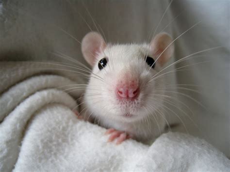 rats are cute